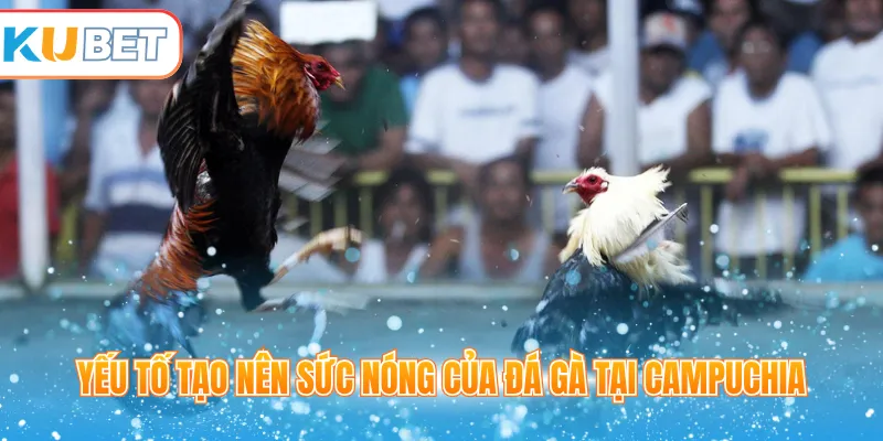 Yếu tố tạo nên sức nóng của đá gà tại Campuchia